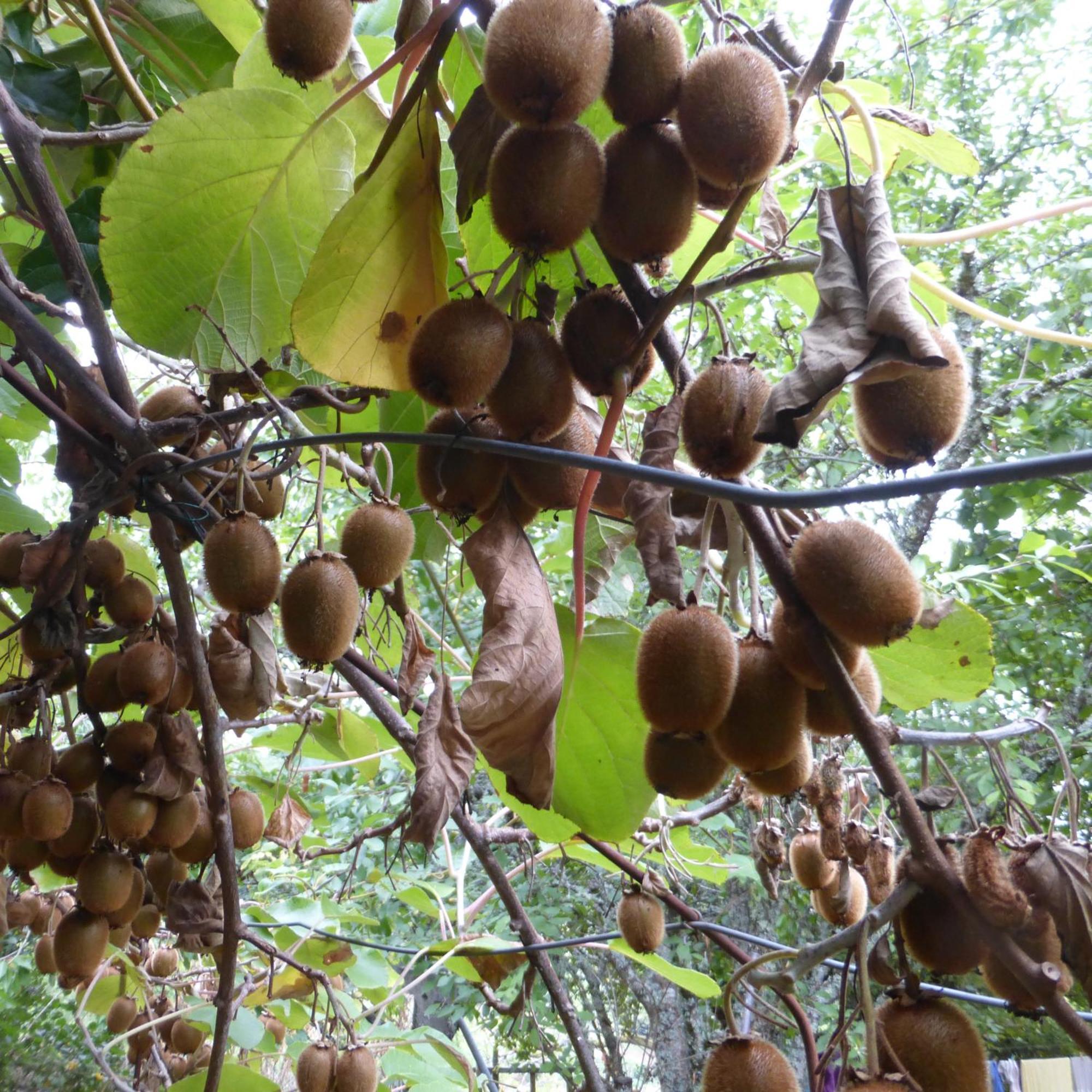 Le Bourmier Anlhiac Near Excideuil Villa Kültér fotó